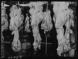 Illustration for article titled Utterly Disturbing, Century-Old Photos of Meat-Packing Facilities